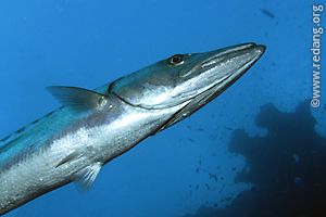 great barracuda