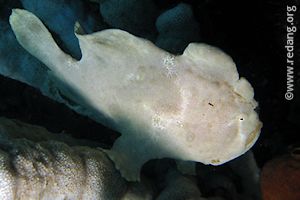 giant white frogfish