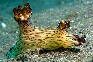 jorunna rubescens nudibranch