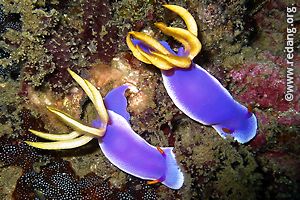 pair of nudibranchs