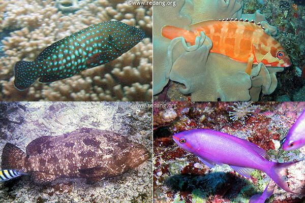 groupers, rockcod and anthias