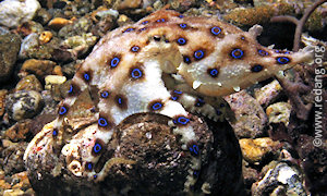 blue-ringed octopus