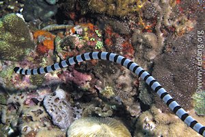 banded sea krait seasnake