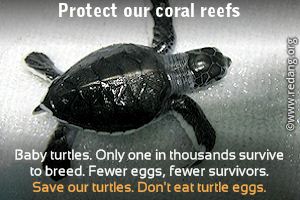 protect our coral reefs