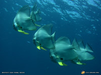 batfish wallpaper