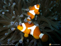 clownfish wallpaper