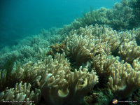 coral wallpaper