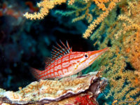 hawkfish wallpaper