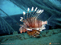 lionfish wallpaper