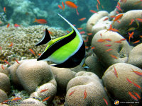 moorish idol wallpaper
