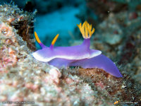 nudibranch wallpaper