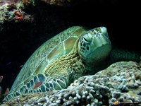 turtle wallpaper