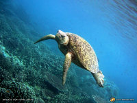 turtle wallpaper