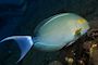 Surgeonfish