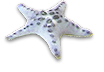 starfish
