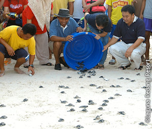 release of baby turtles