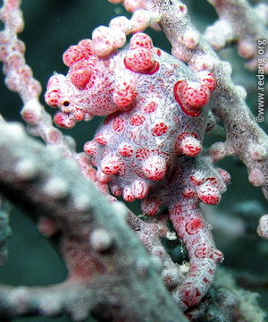 pygmy seahorse