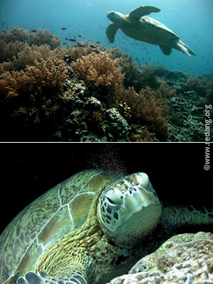 turtles of sipadan