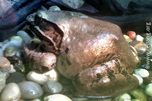 giant malaysian jungle frog