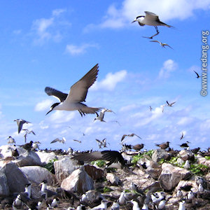 bird island, layang layang