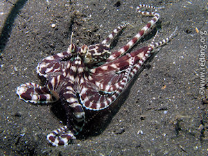 mimic octopus