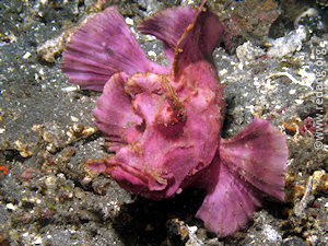 rhinopias