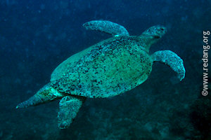 green turtle