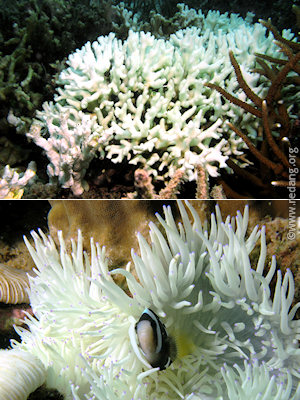 bleached coral