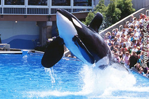 orca