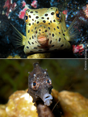 boxfish and seahorse