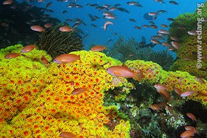 cup coral gardens