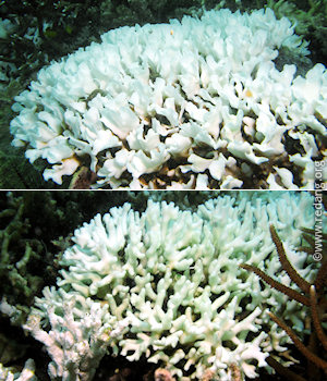 bleached coral