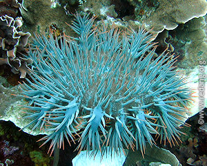 crown of thorns starfish