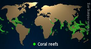 worldwide coral distribution