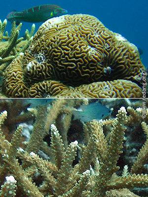 brain and staghorn corals