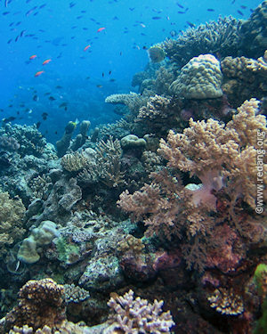 healthy coral reef