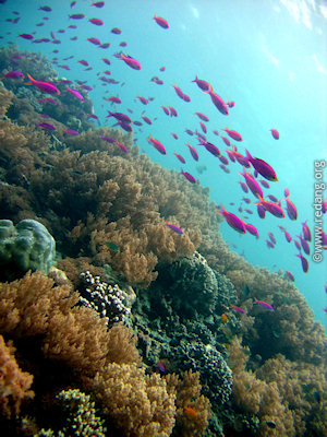 metropolis of marine life