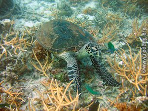 unhealthy coral reef