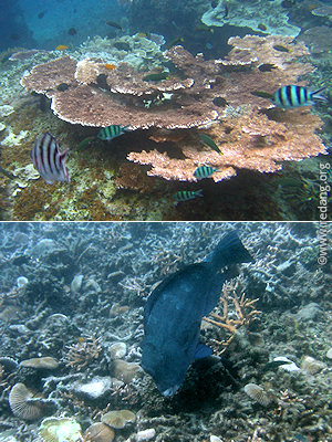 damaged coral