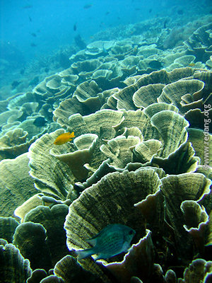 lettuce coral in redang