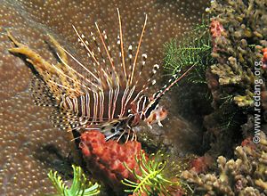 lionfish