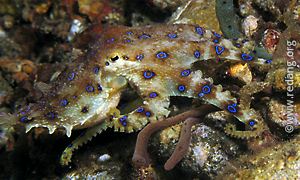 bluering octopus