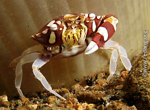 harlequin crab at toros