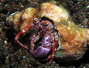 hermit crab