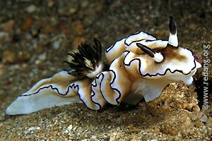 glossodoris atromarginata