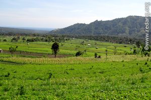 green fields