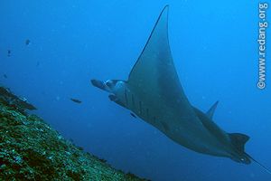 manta ray