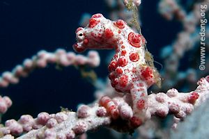 pygmy seahorse