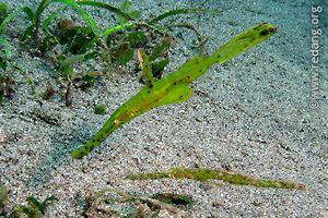 ghostpipefish