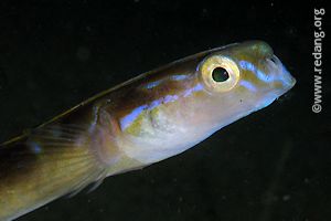 snake blenny